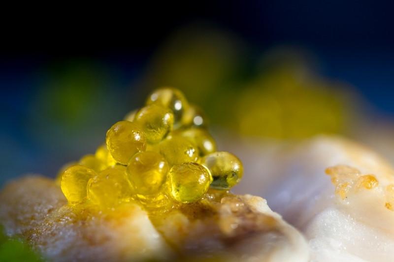 Caviar de Azeite com Alho